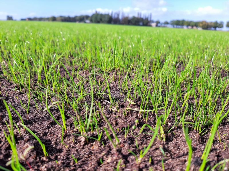 Atmosphärisches Foto von Graco-Rasen